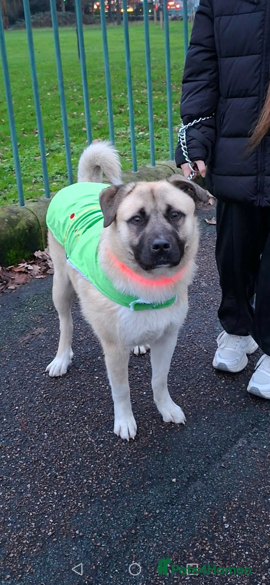 Caucasian Shepherd Dog dogs For sale/ Male  - Advert 1