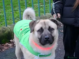 Caucasian Shepherd Dog dogs For sale/ Male - Advert 1