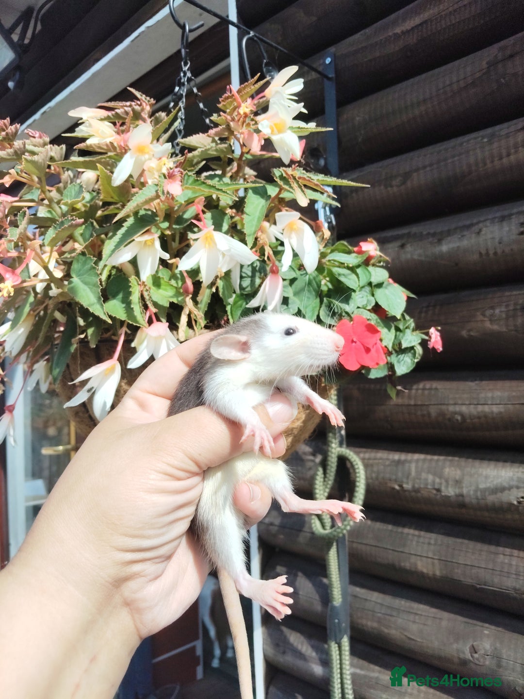 Rat rodents for sale: Beautiful baby rats dumbos smooth and rex  - Image 6