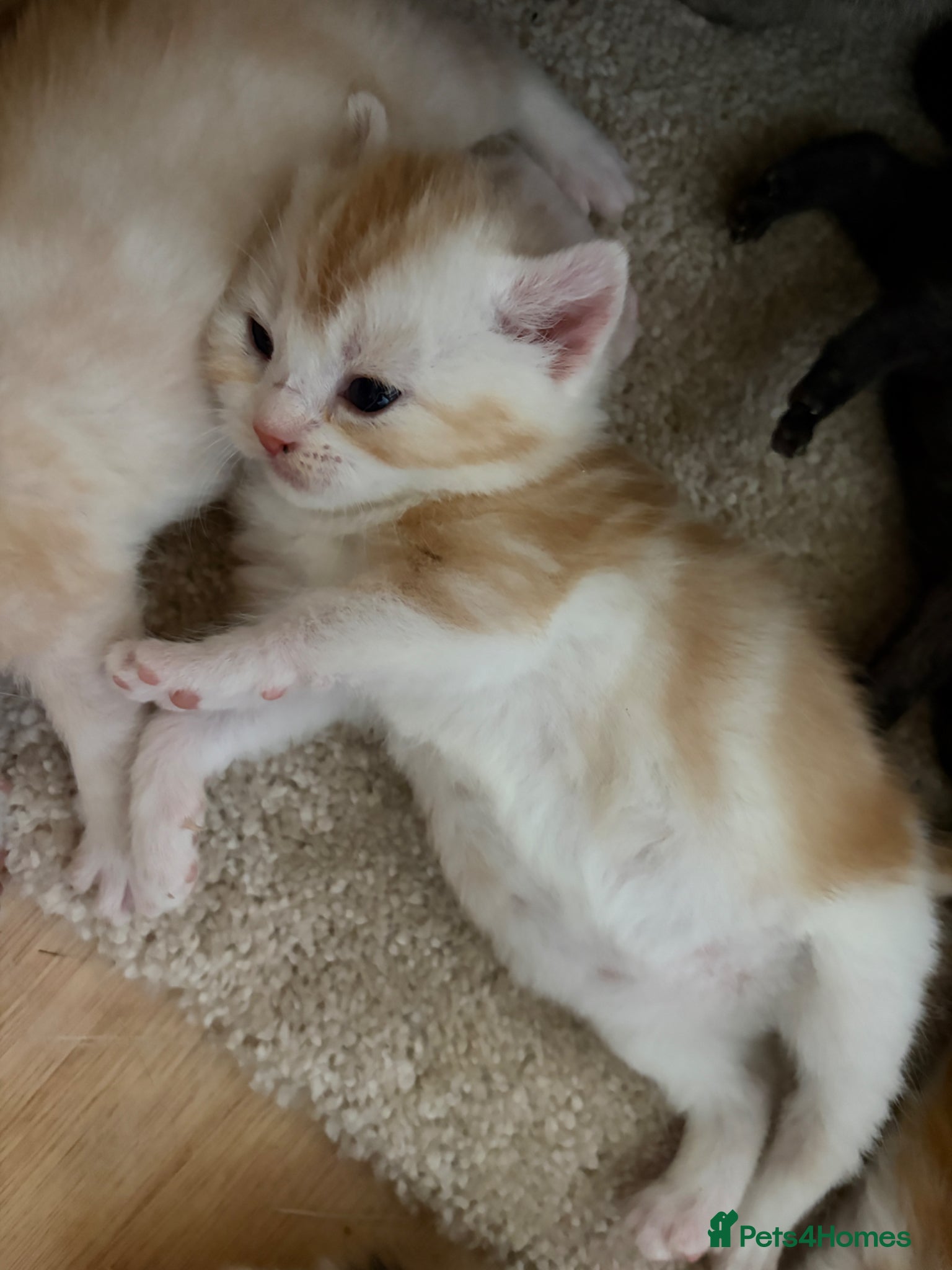 British Shorthair cats Kittens - Advert 3