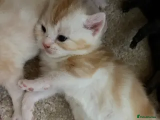 British Shorthair cats Kittens - Advert 8