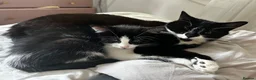 British Shorthair cats for sale: 2 cats looking for forever home in Salisbury - Advert 20