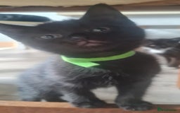 Mixed Breed cats for sale: Cute boy kittens ready now - Image 14