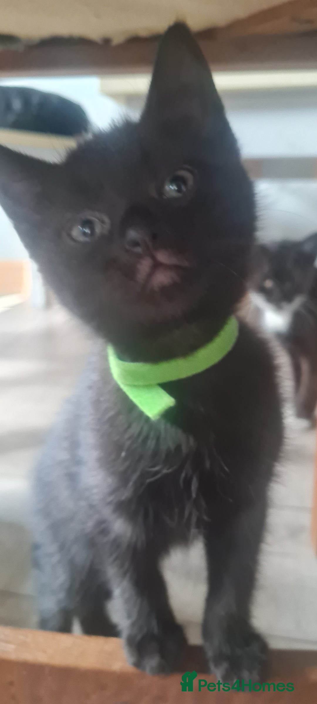 Mixed Breed cats for sale: Cute boy kittens ready now - Image 14