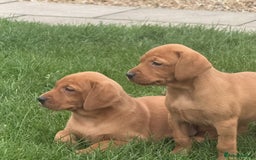 Mixed Breed dogs for sale: Vizsla x Labrador  - Image 9
