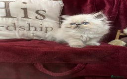 Persian cats for sale: Last kitten Ready Sat. Affectionate Persian Boy 🐾 - Image 3