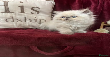 Persian cats - Advert 2