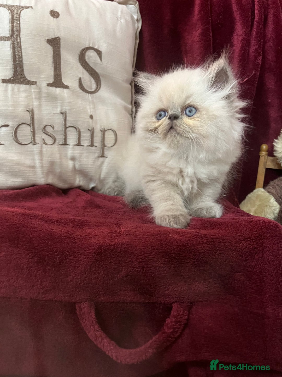 Persian cats for sale: Last kitten Ready Sat. Affectionate Persian Boy 🐾 - Image 3