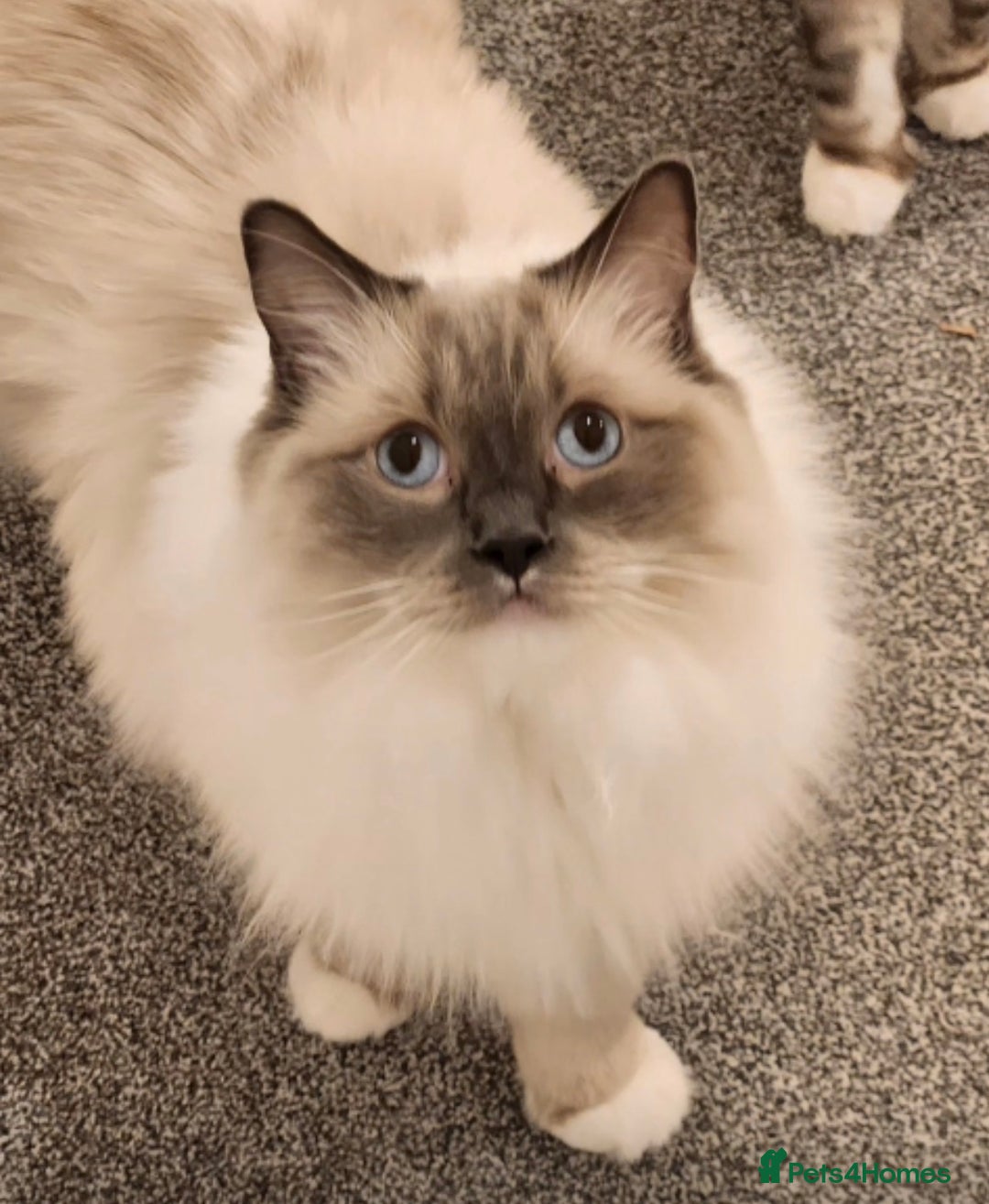 Ragdoll cats for sale: Gorgeous Ragdoll bonded Brothers - Advert 3