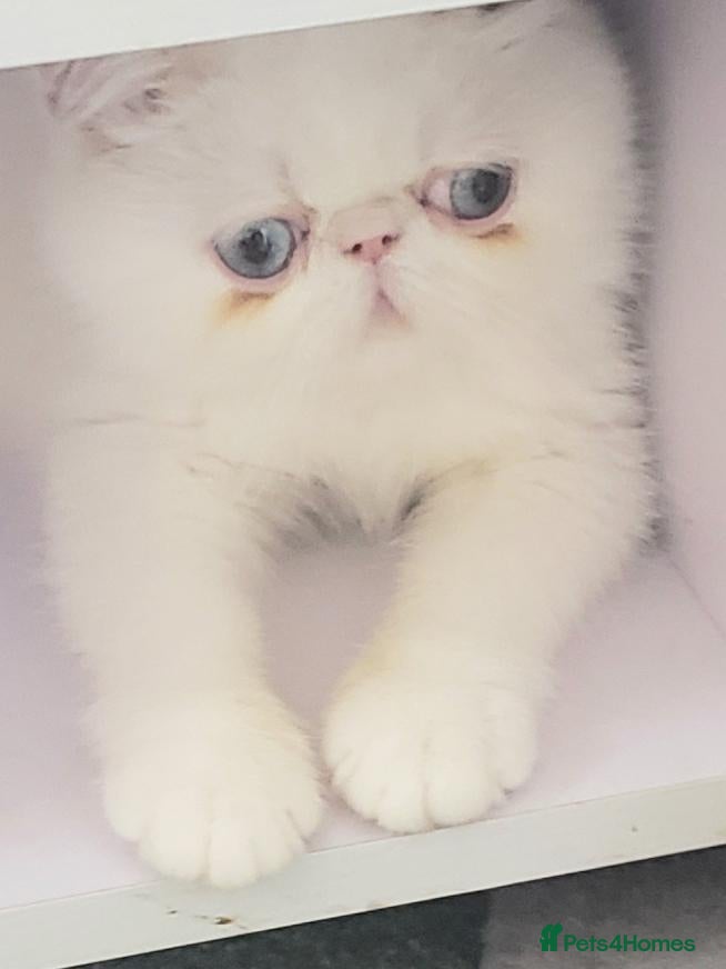 Exotic cats Colour Point Exotic Shorthair  Males - Advert 2