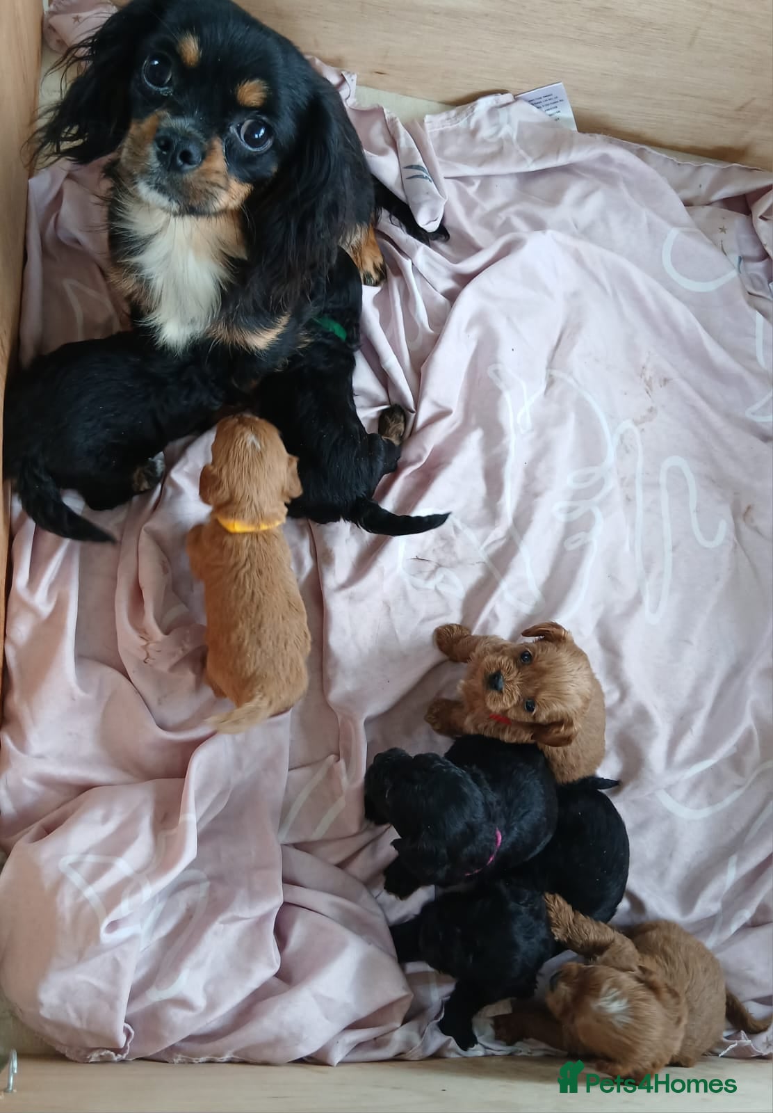 Cavapoo dogs Cavapoo Puppies  - Advert 2