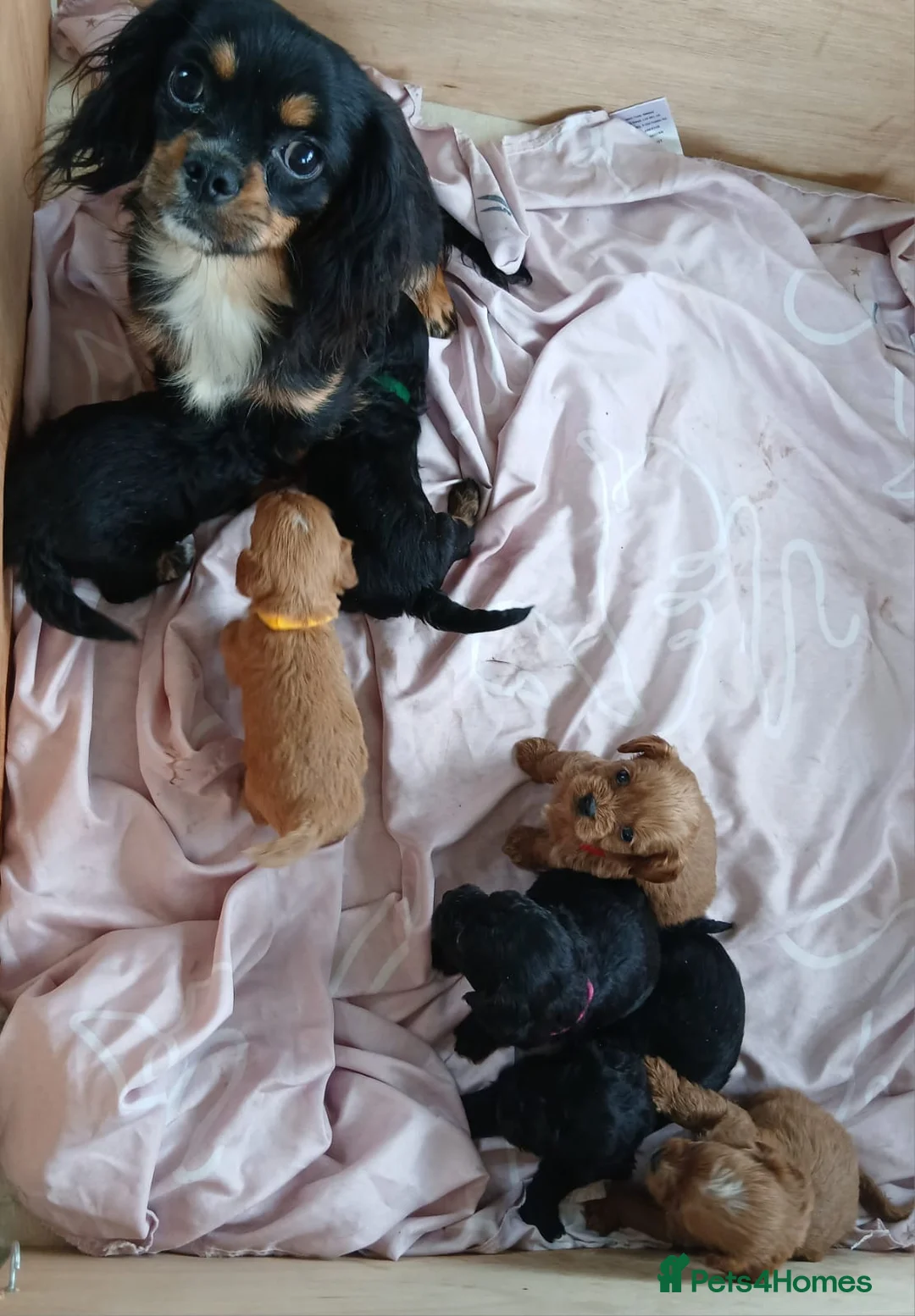 Cavapoo dogs for sale: Cavapoo Puppies  in Glenrothes - Advert 2