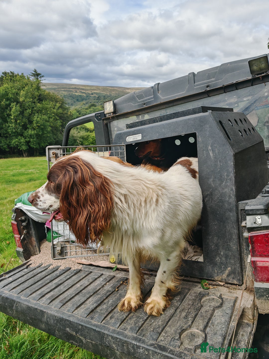 English Springer Spaniel dogs for stud: KC Reg Liver & White Springer - Image 4