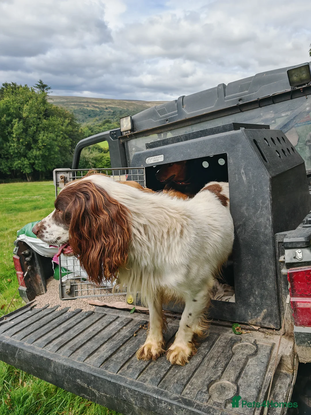 English Springer Spaniel dogs for stud: KC Reg Liver & White Springer - Advert 4