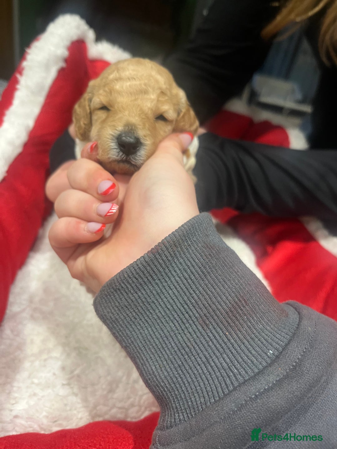 Miniature Poodle dogs for sale: miniature poodles  - Advert 5