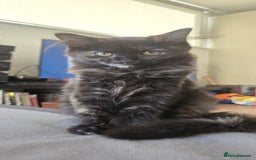 Ragdoll cats for sale: Ragdoll Siberian Kittens in London - Image 1