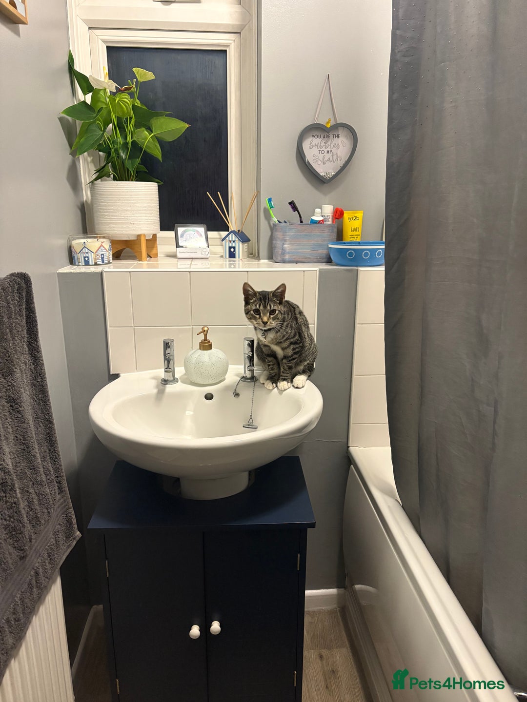 Domestic Shorthair cats for sale: 8 month old female kitten  - Advert 5