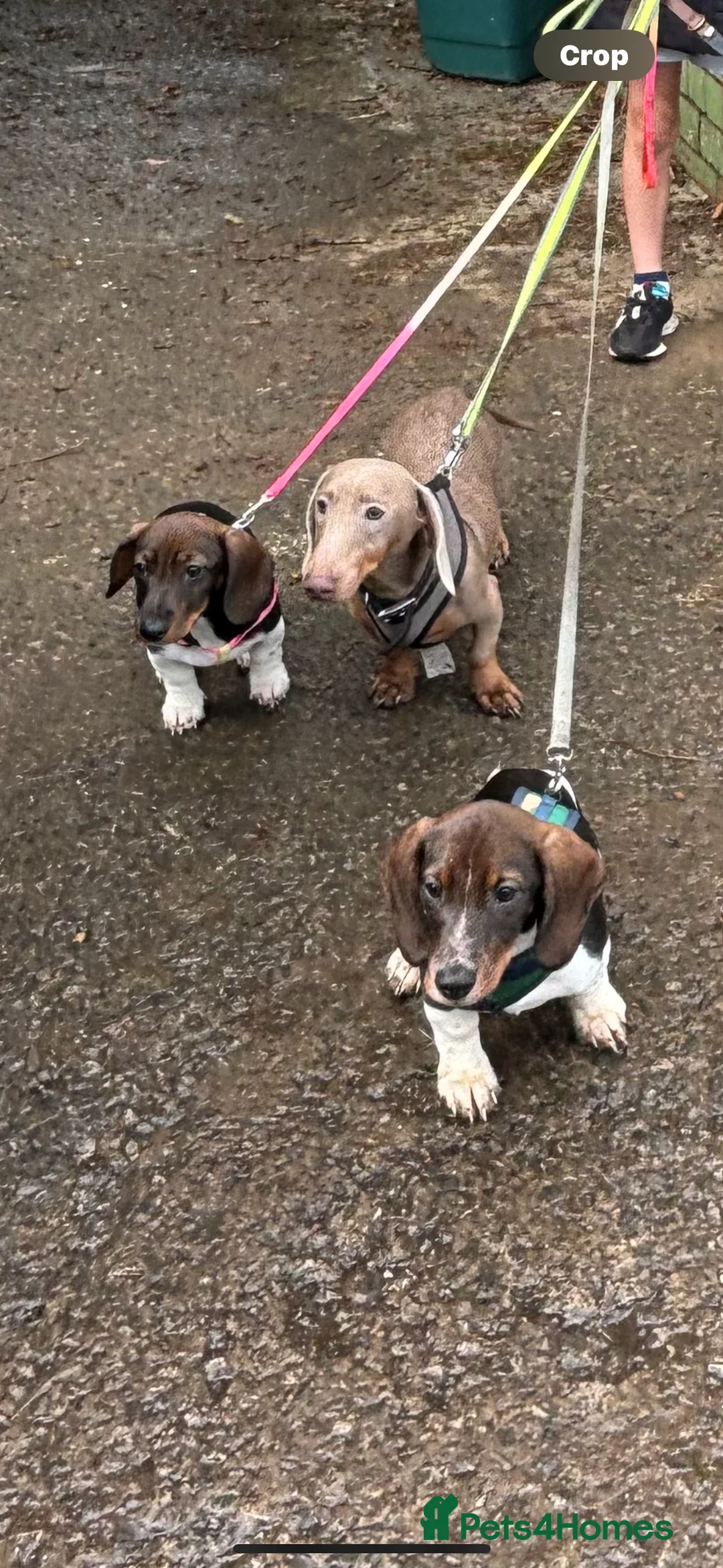 Dachshund dogs for stud: Blue Dachhund Proven Stud & Isabella cream stud, in Swansea - Advert 35