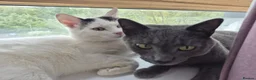 Russian Blue cats for sale: 2 Beautiful natured cats for sale  - Advert 6