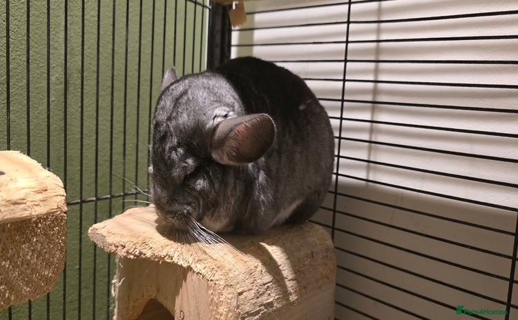 Chinchilla rodents - Advert 1
