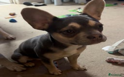 Mixed Breed dogs for sale: Beautiful French Bulldog - Image 1