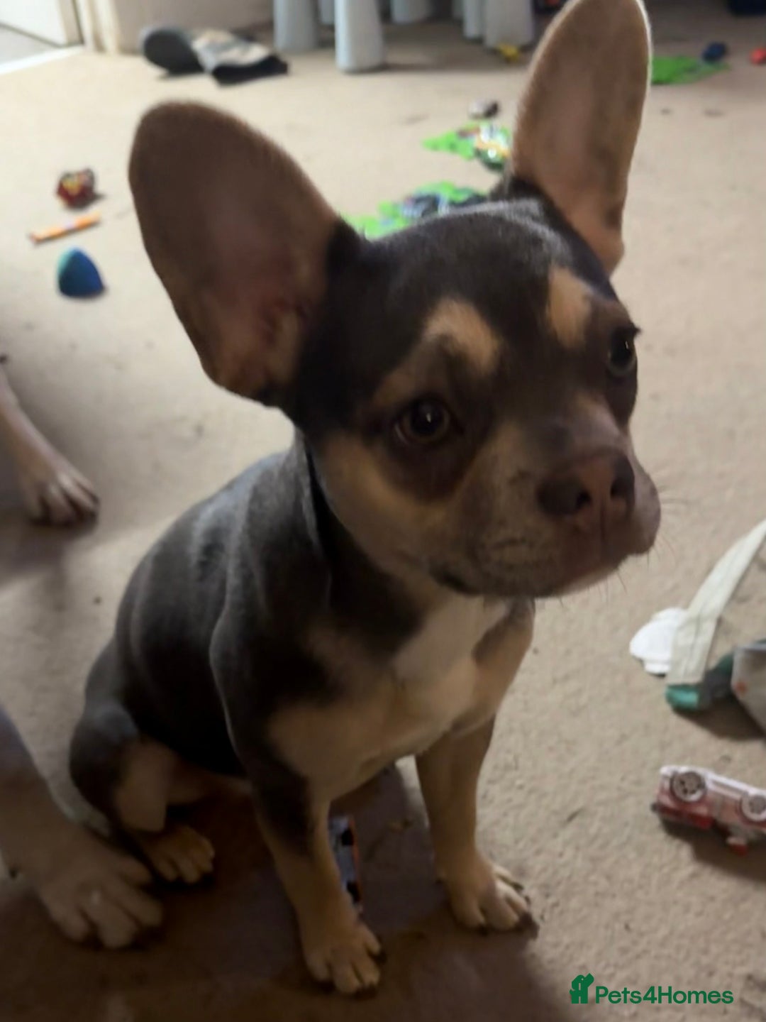 Mixed Breed dogs for sale: Beautiful French Bulldog - Image 1