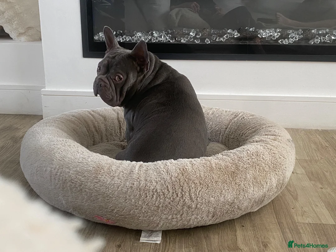 French Bulldog dogs for adoption: ❤️ PERFECTLY BEHAVED BOY 🥇 CHAMPION FRENCHIE 🥇 - Advert 3