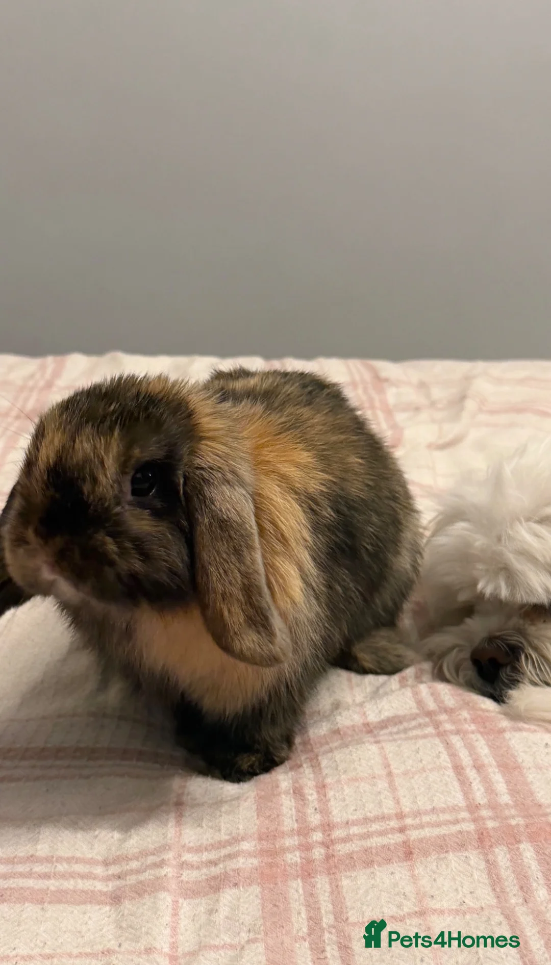 Mini Lop rabbits for sale: Mini Lop doe - Polly in Liverpool - Advert 10