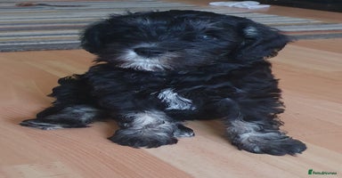 Mixed Breed dogs - Advert 4