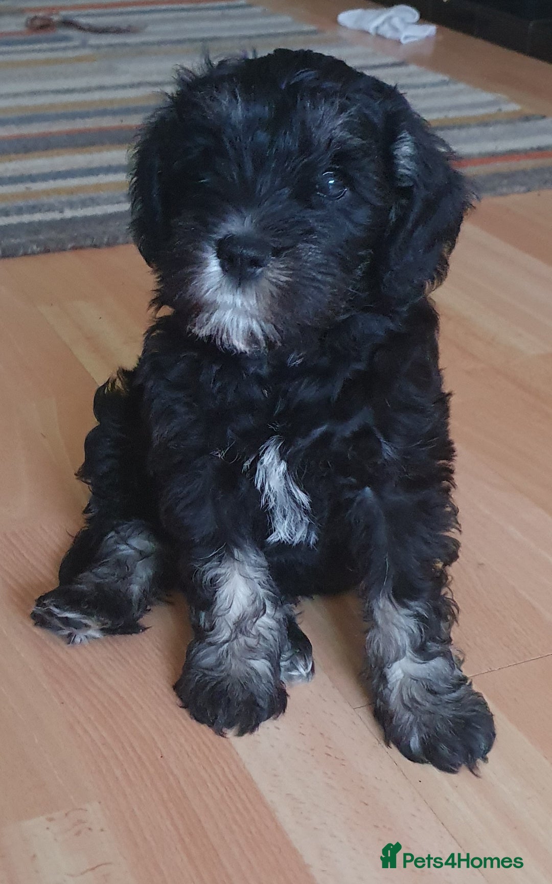 Mixed Breed dogs for sale: SCHNOODLE PUPPIES  - Image 3