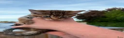 Mixed Breed cats for sale: Beautiful kittens for sale  in Nottingham - Advert 8
