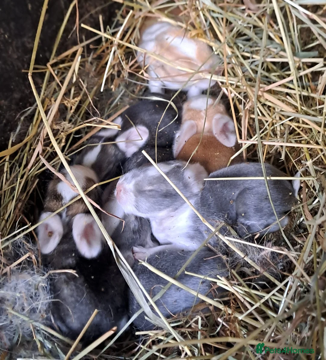 Continental Giant rabbits for sale: Pure Continental Giants - White Eared - RESERVE  - Advert 3