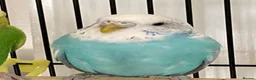 Budgerigars birds for sale: Male and female budgies in Epsom - Advert 3