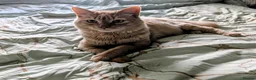 Mixed Breed cats for sale: Cuddly indoor male cat needing new home. - Advert 3