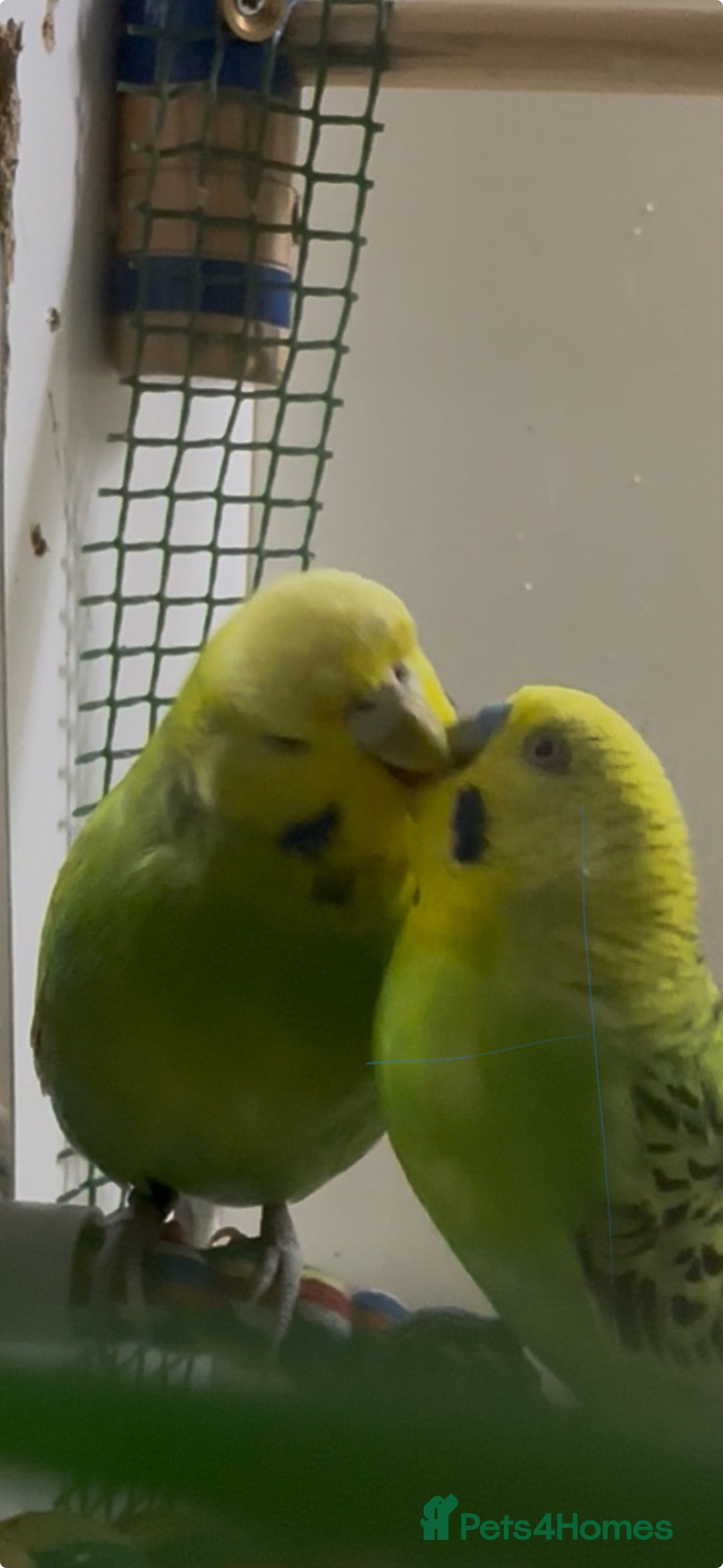 Budgerigars birds for sale: Budgies for sale  - Advert 9
