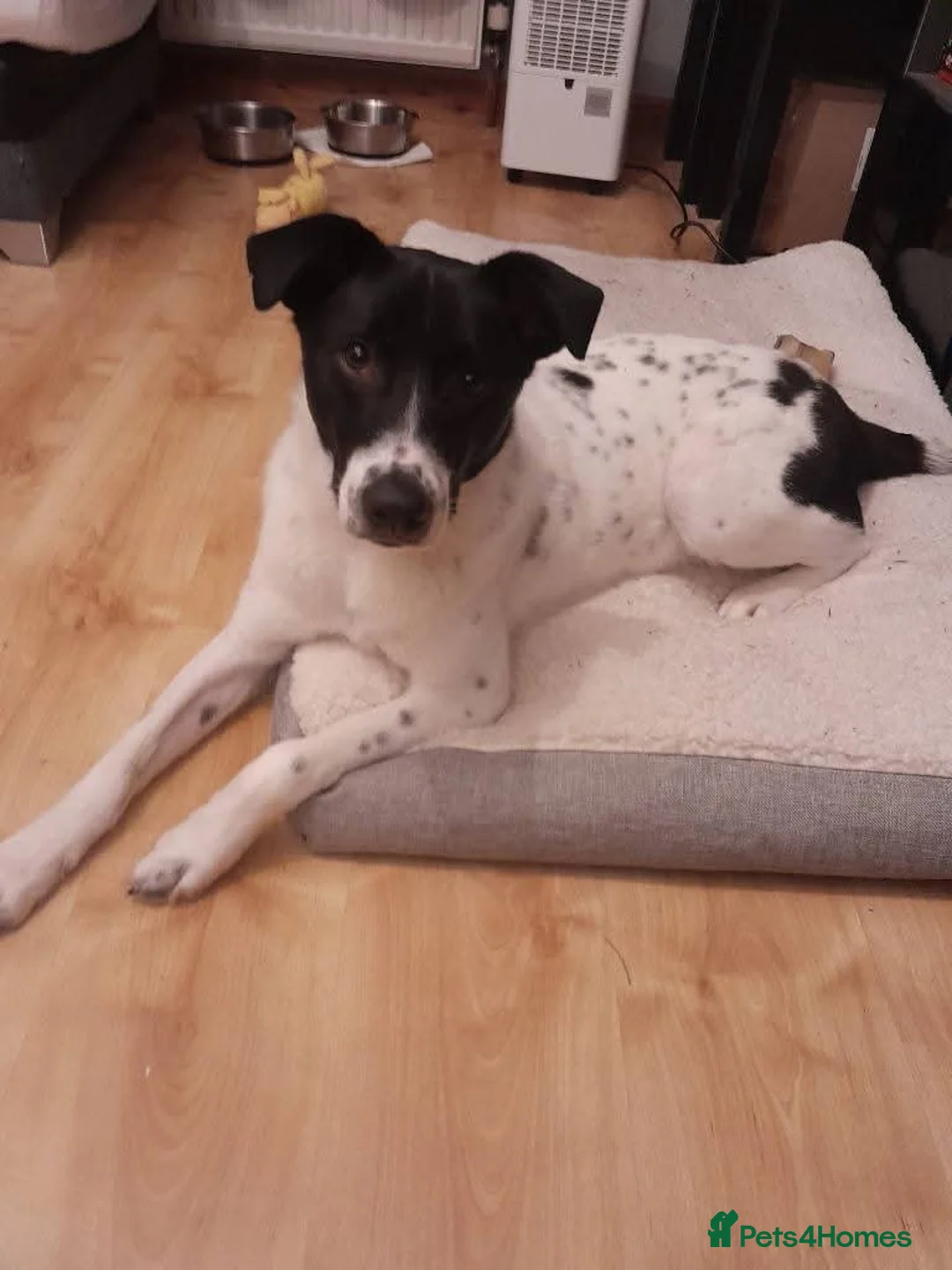Mixed Breed dogs for adoption: Meet Rocky, currently residing in Aberdeen  - Advert 2