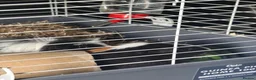 Guinea Pig rodents for sale: Two female guinea pigs  in Bristol - Advert 4