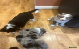 Border Collie dogs for stud: *proven* health tested working merle border collie in Leeds - Image 36