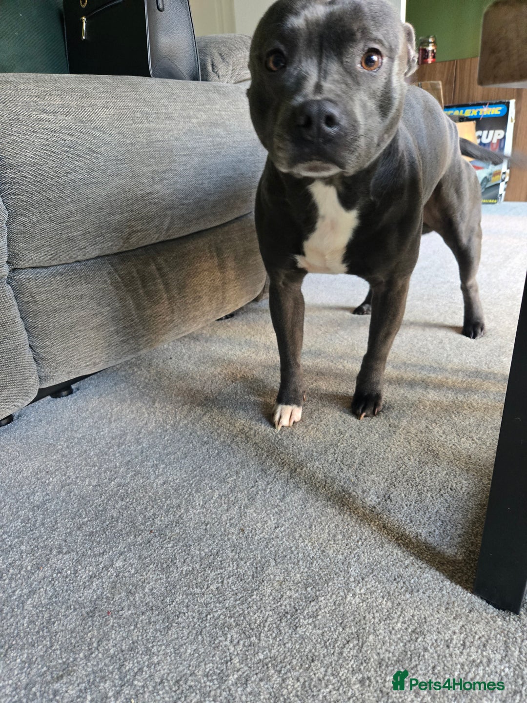 Staffordshire Bull Terrier dogs for sale: Blue Staffy Puppies 🐶 - Advert 21