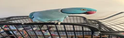 Ringnecks birds for sale: Ring neck  in Manchester - Advert 1