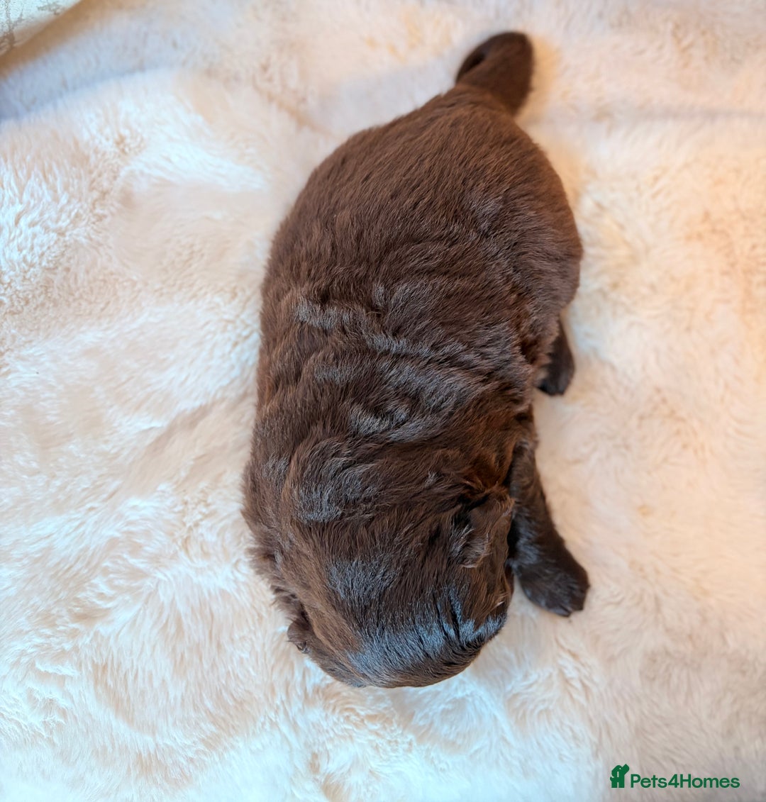Labradoodle dogs for sale: ** RARE SILVER , CHOC & EBONY F1 LABRADOODLE PUPS  - Image 13
