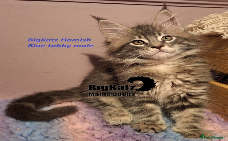 Maine Coon cats - Advert 3