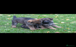 German Shepherd dogs for sale: German Shepherd puppy family guard dogs - Image 7