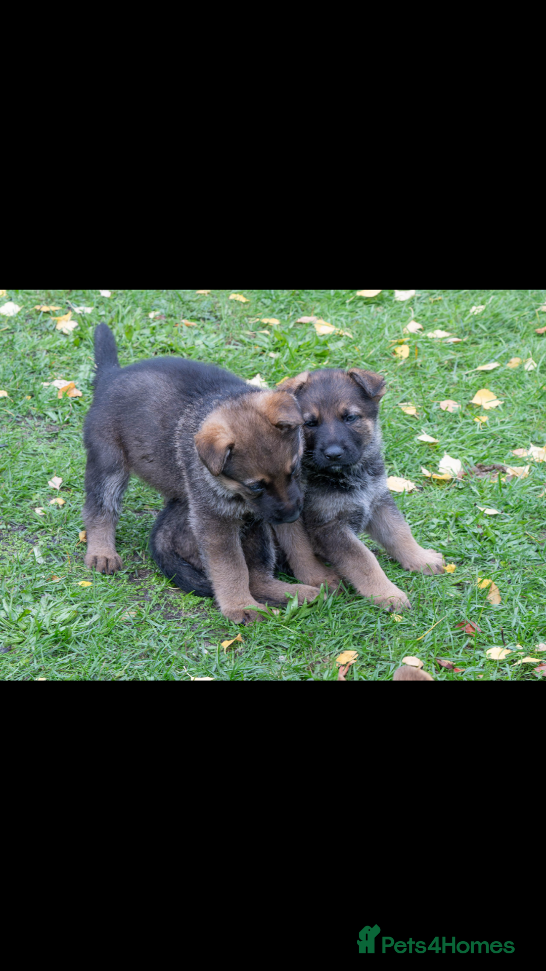 German Shepherd dogs for sale: German Shepherd puppy family guard dogs - Image 7