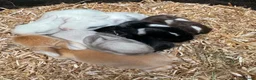 Mini Lop rabbits for sale: MINI LOP BUNNIES - PEDIGREE  in Ilminster - Advert 4