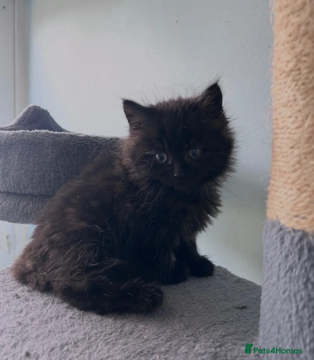 Mixed Breed cats for sale: Ready now Beautiful long haired kittens  - Advert 11