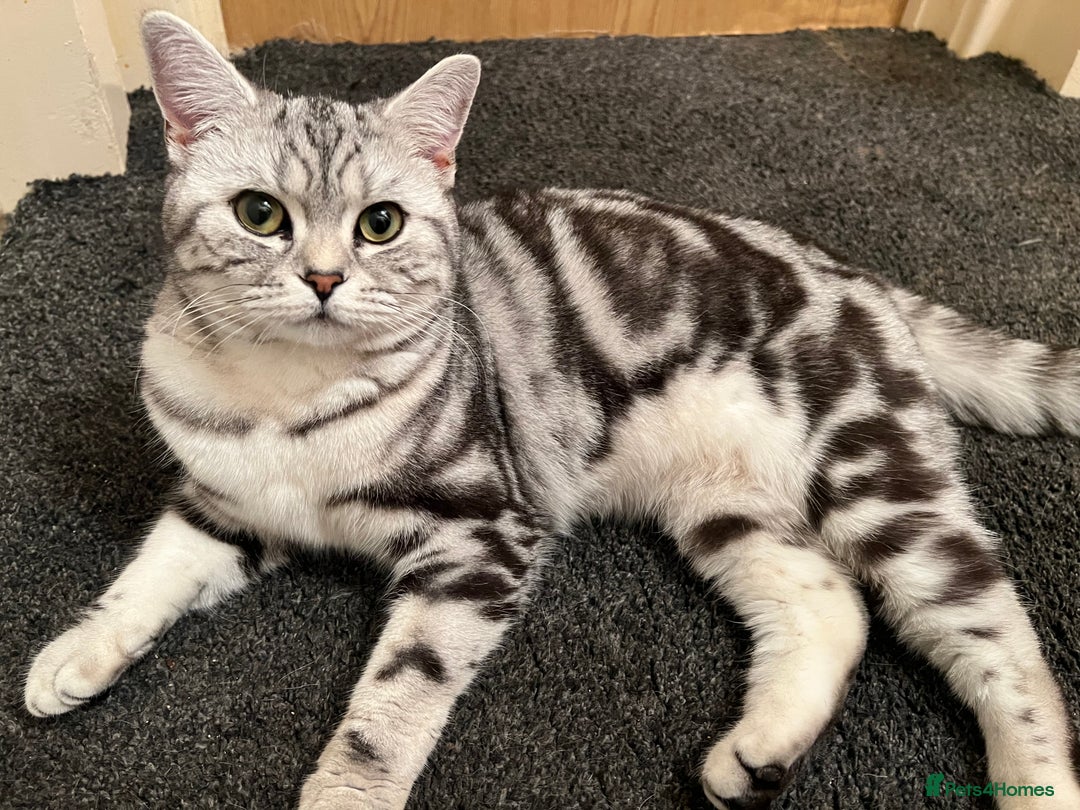 British Shorthair cats for sale: GCCF Rare Show Quality BSH Silver Tabby Kittens - Image 25