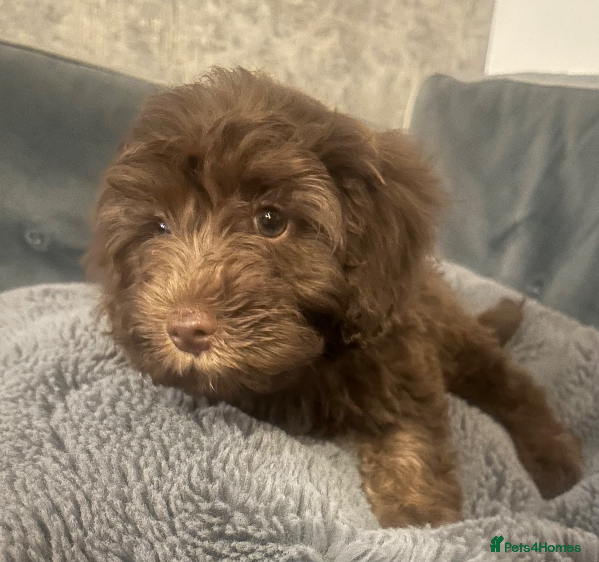 Cavapoo dogs Beautiful F1B Cavapoo Puppies- 3 GIRLS READY NOW - Advert 2