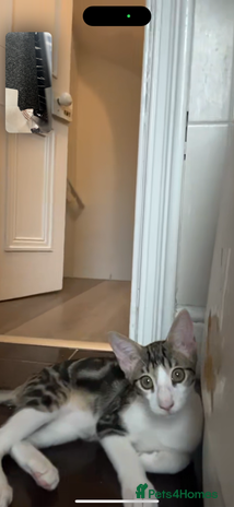 Savannah cats - Advert 1