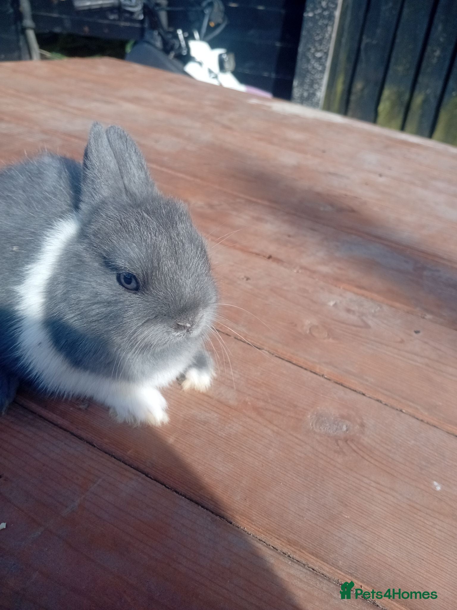 Netherland Dwarf rabbits Netherlands dwarf babys  - Advert 1